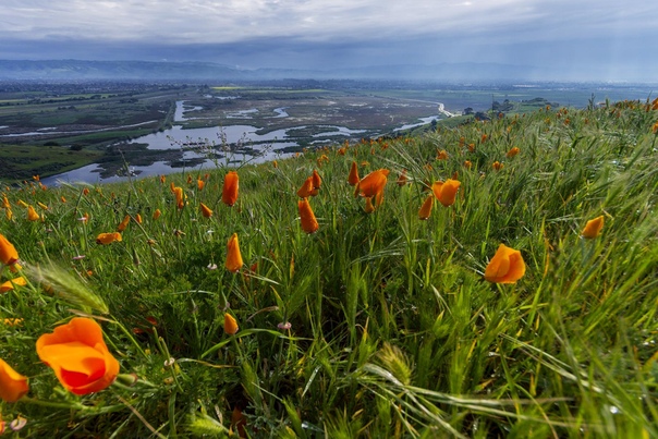 Фремонт, Калифорния