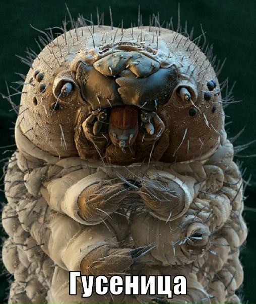  - Мир под микроскопом в твоей ленте!