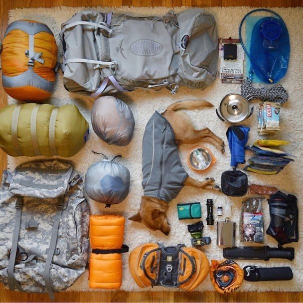 Не только котики маскируются под багаж