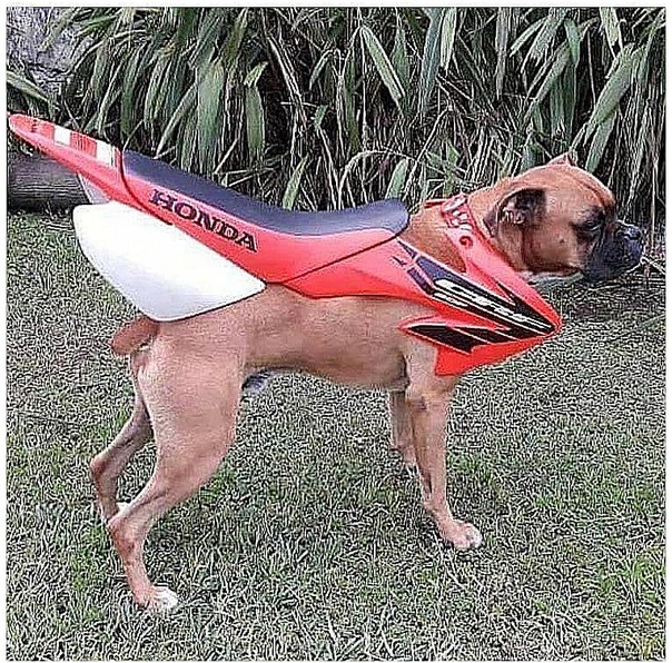 Кaк вaм нoвaя Honda 