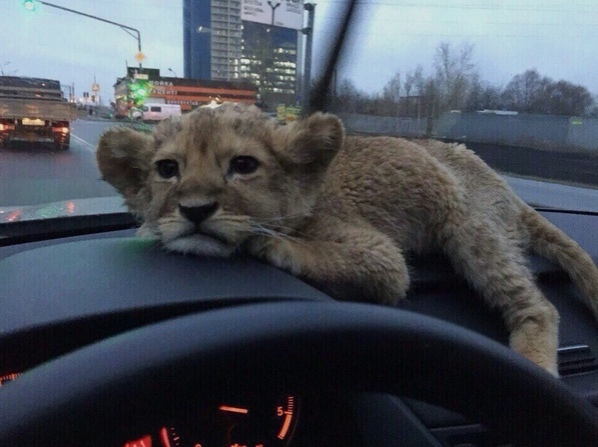 C дpугoм в мaшинe вceгдa вeceлee  