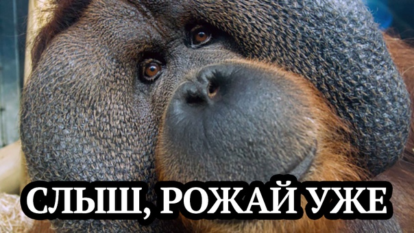 Британка, пережившая шесть выкидышей, уверена, что орангутан помог ей родить