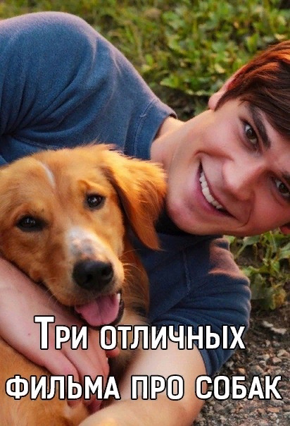 Подборка отличных фильмов про собак! 
