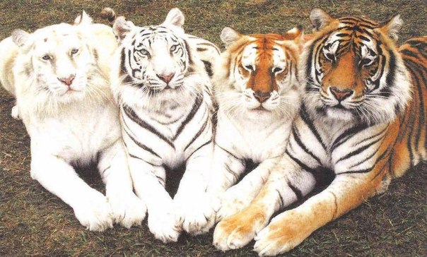 Четыре тигра. Позируют: альбинос, белый, золотой и бенгальский.