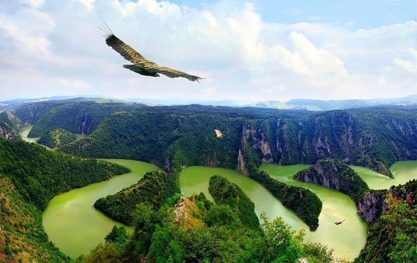 Орел над рекой Увац, Сербия