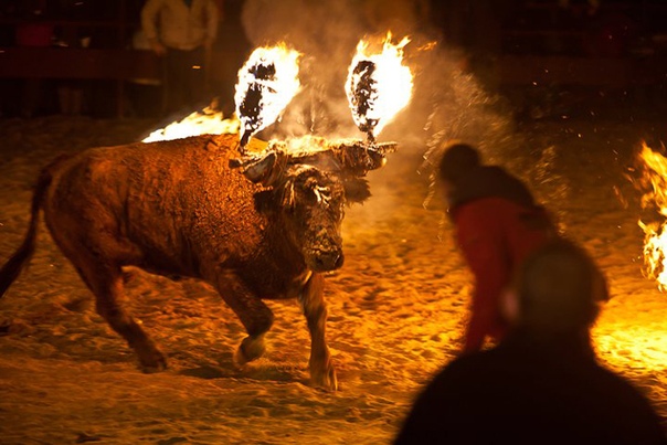 В Испании на фестивале разъярённый бык с горящими рогами растерзал туриста