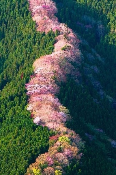 Дикие вишни в Наре, Япония