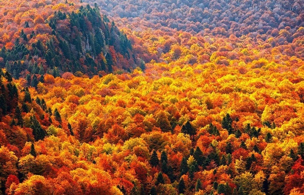 Осенний лес в Балканских горах, Болгария.