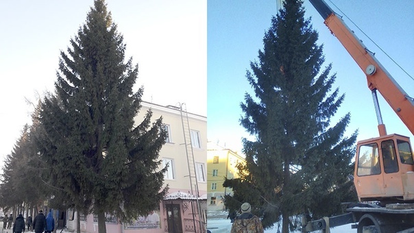 Чиновник спилил елку для главной площади на соседней улице