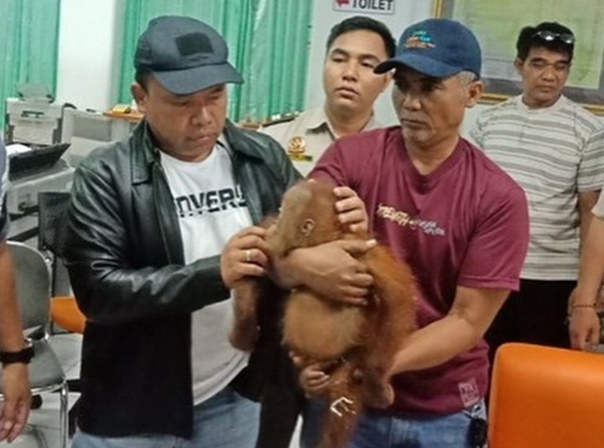 Российскому туристу грозит пять лет тюрьмы за контрабандного орангутана.